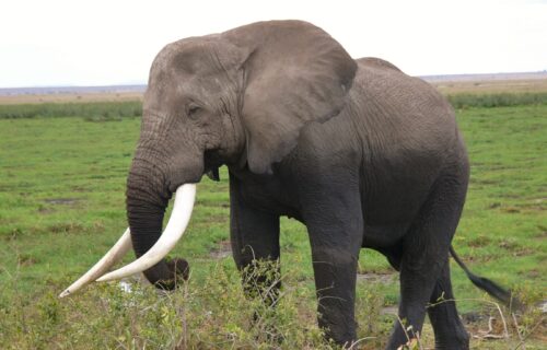 3805058-amboseli-national-park-2063595 3805058-amboseli-national-park-2063595