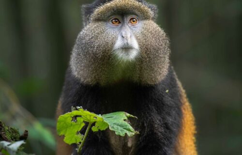 A golden monkey in bamboo A golden monkey in bamboo