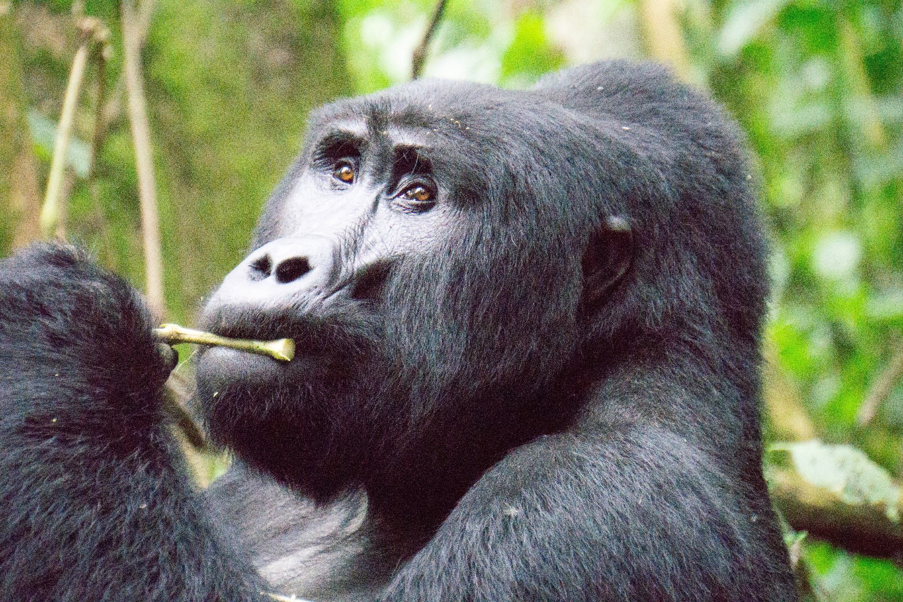 Uganda gorilla safari guide