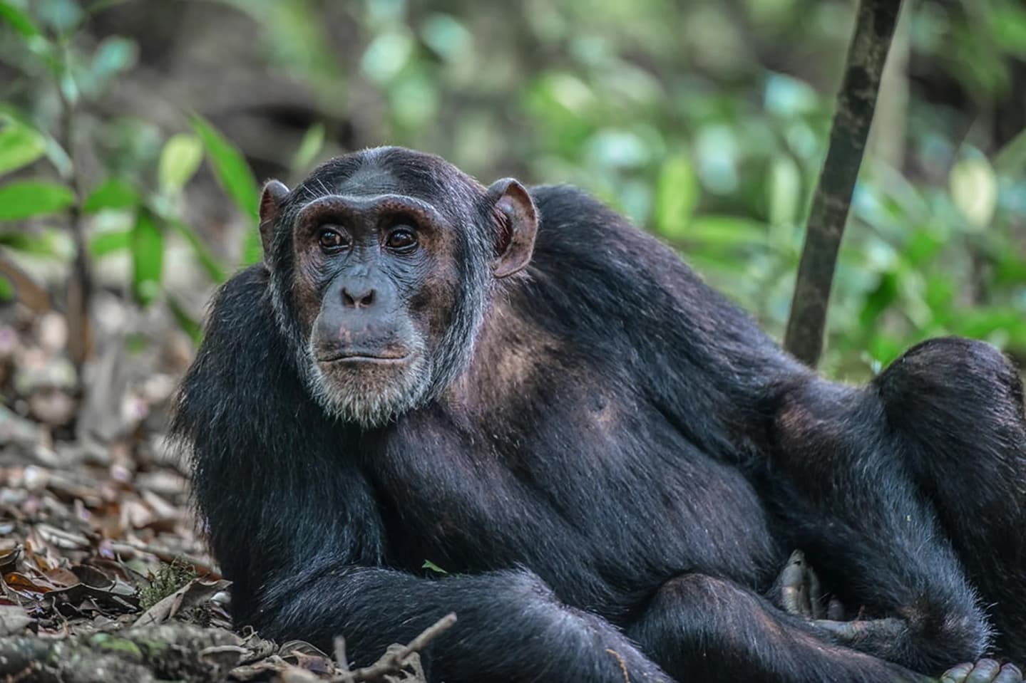 Queen Elizabeth National Park safari