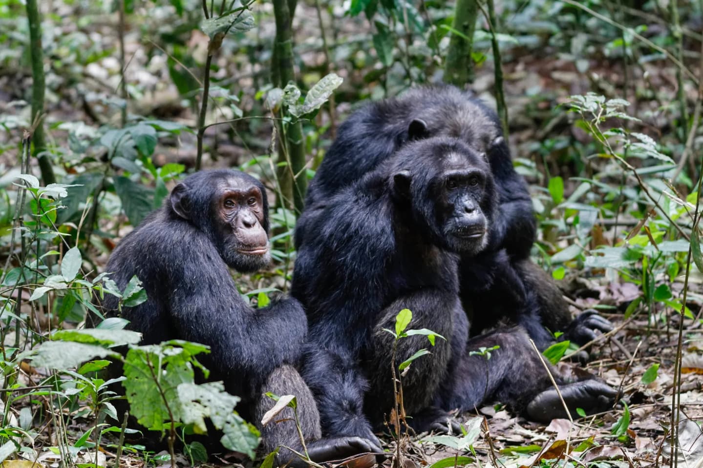 Kibale chimpanzee trekking guide