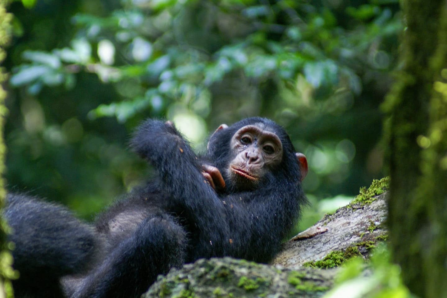 Kibale chimpanzee trekking guide
