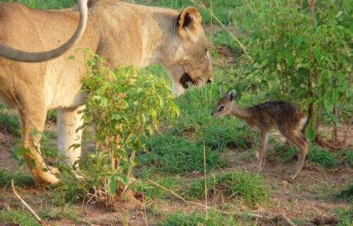africa-2074925_1280 africa-2074925_1280