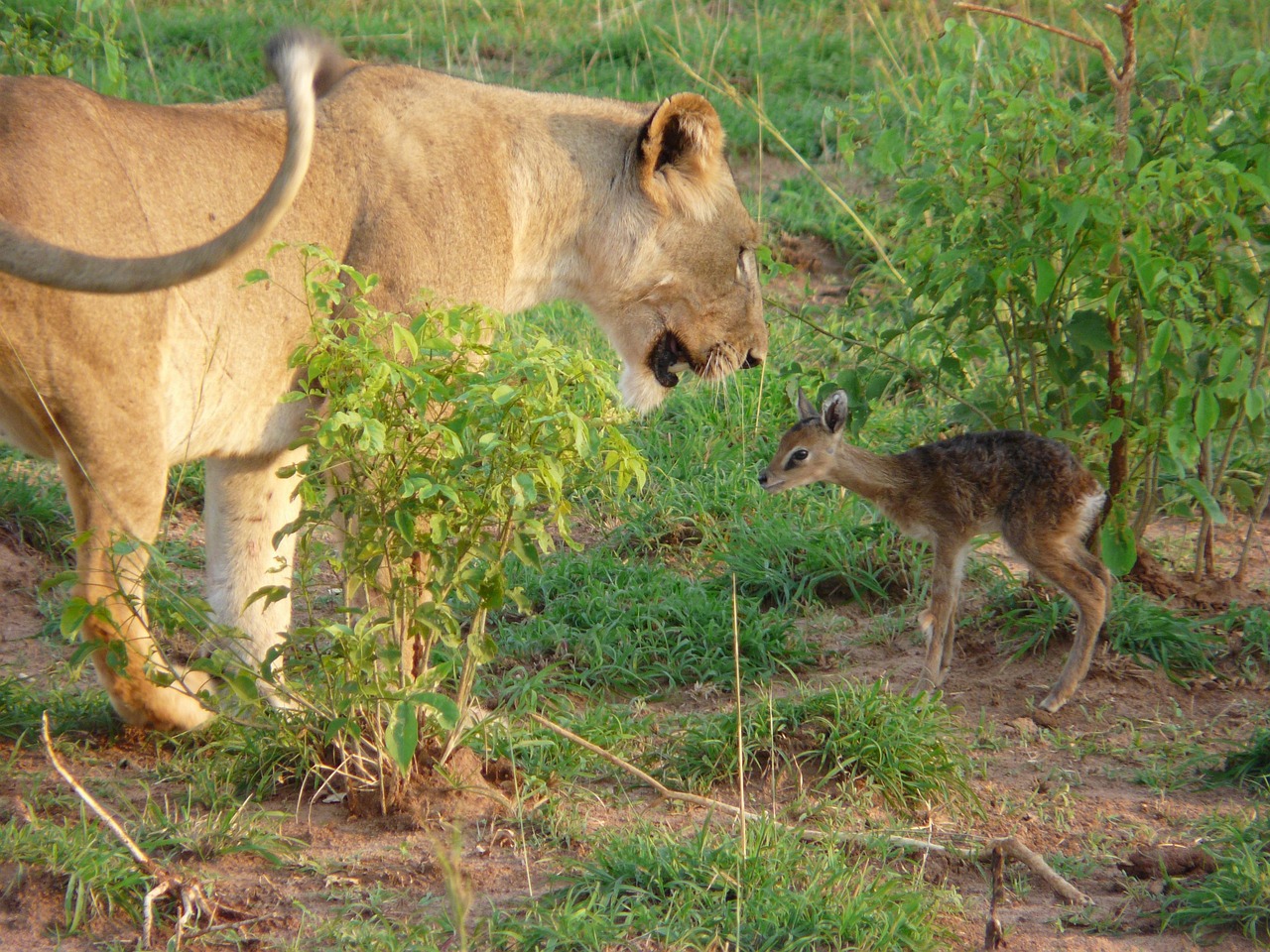 Masai Mara Great Migration