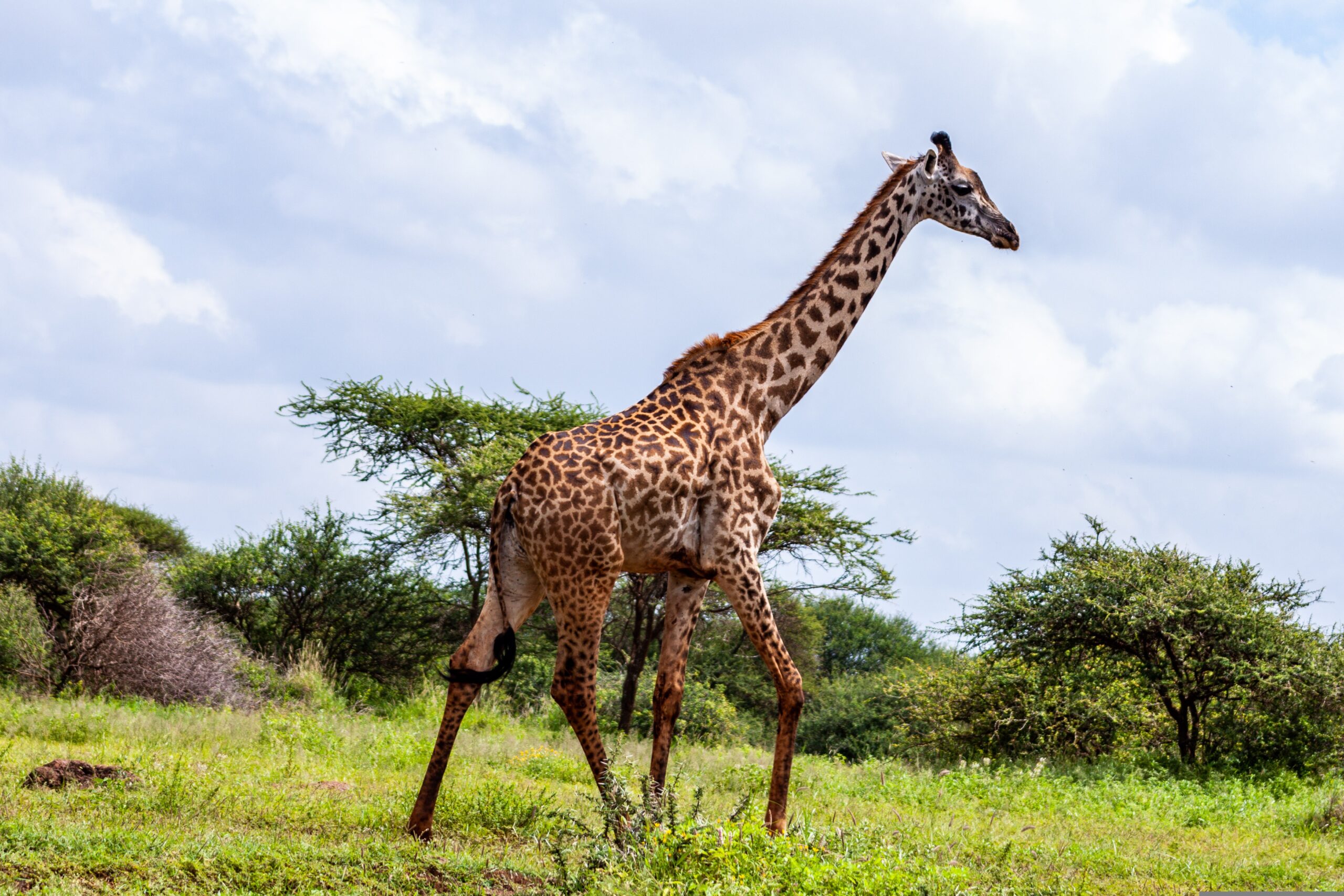 Kidepo Valley National Park guide
