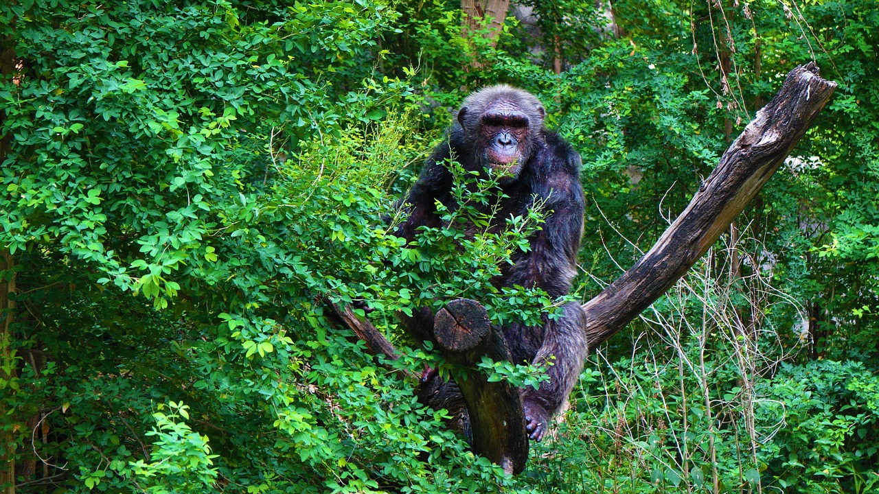 Nyungwe Forest National Park