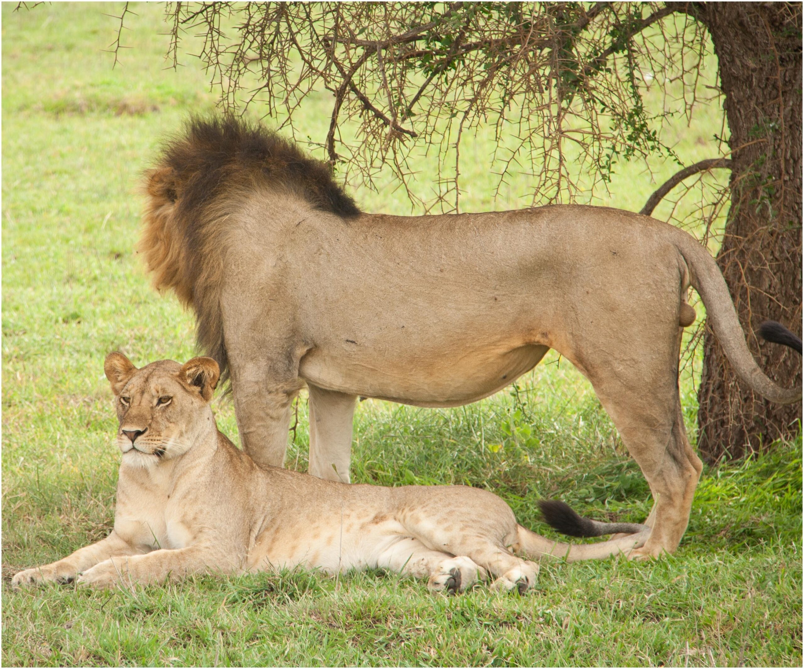 Kidepo Valley National Park guide