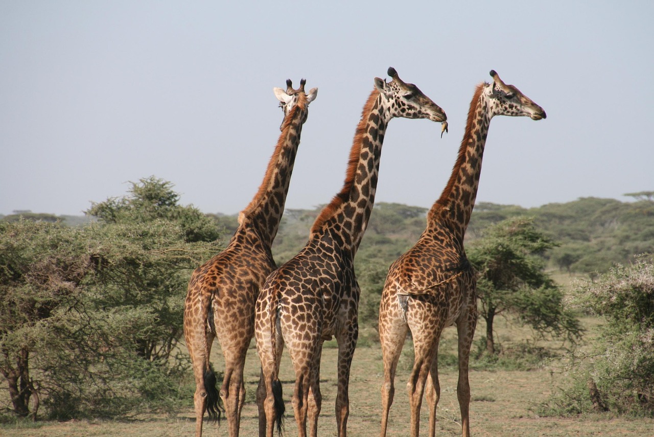 Giraffes in Murchison 