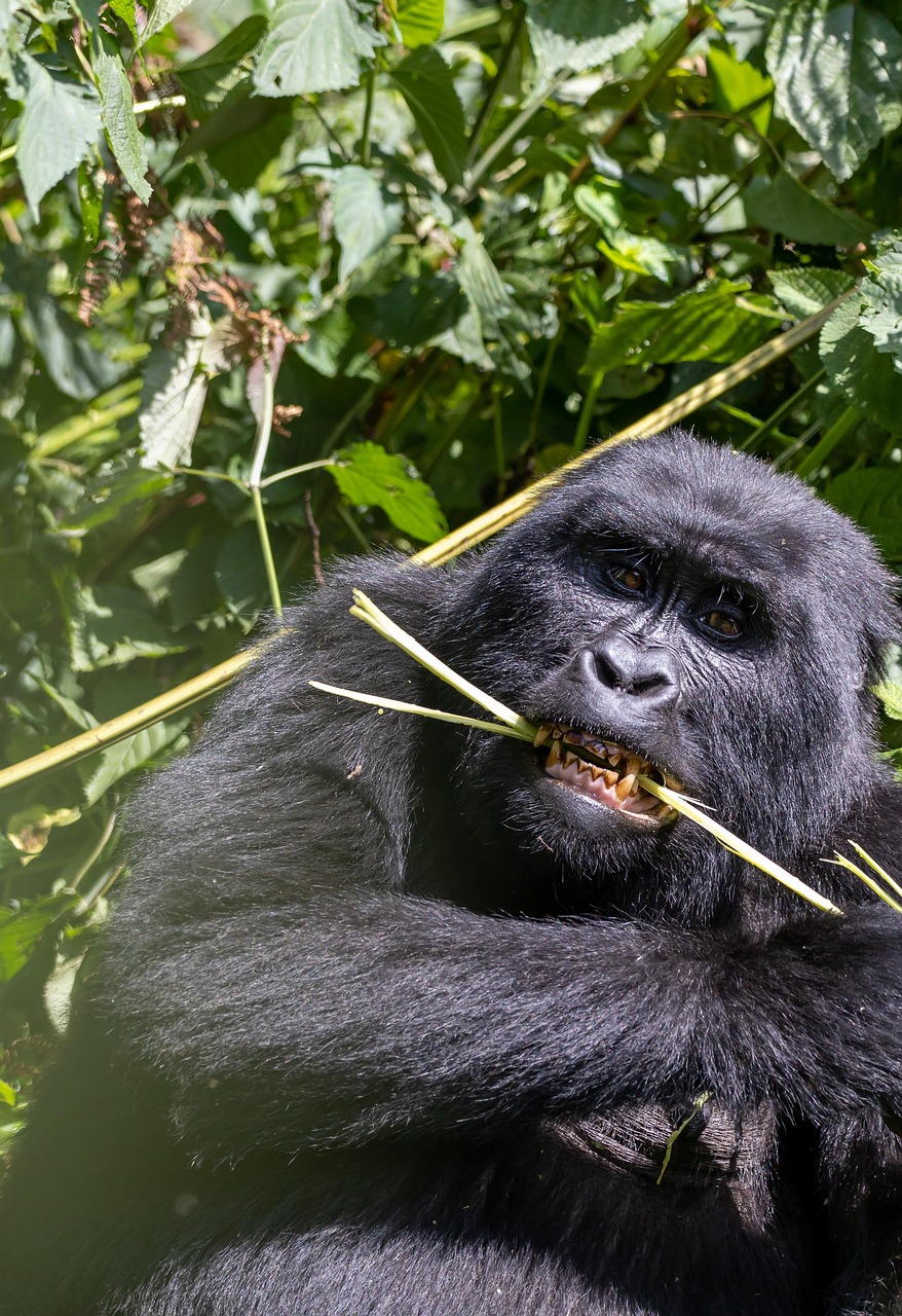 Uganda Gorilla Chimpanzee Trekking