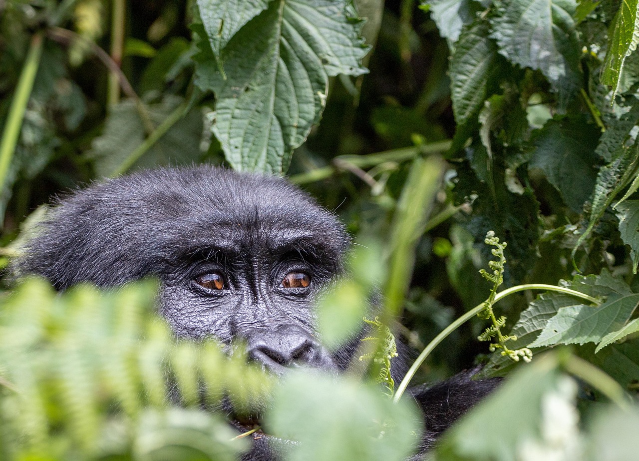 Bwindi gorilla trekking guide