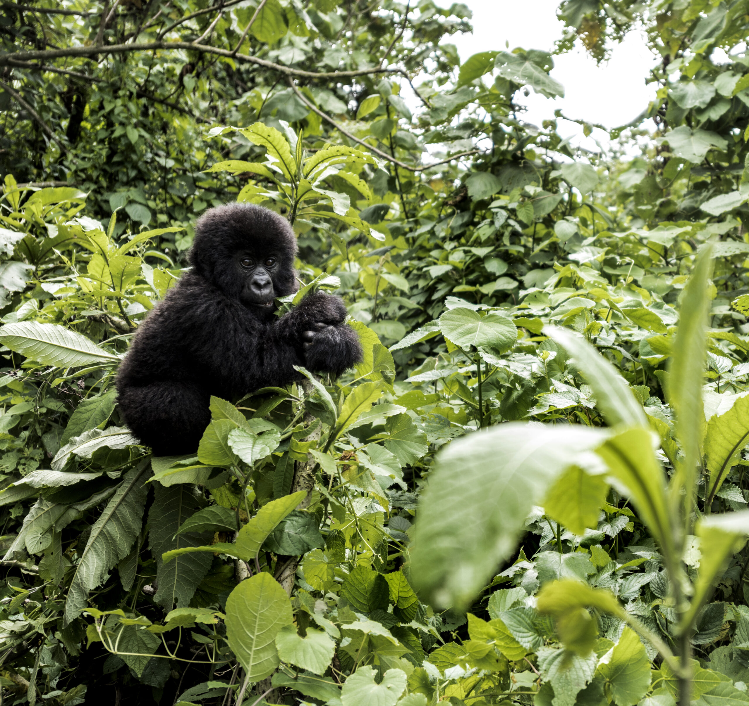 Bwindi gorilla trekking guide