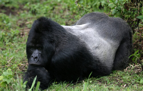 mountain gorilla and silverback mountain gorilla in the Virunga Mountains at Volcanoes National Park, Rwanda