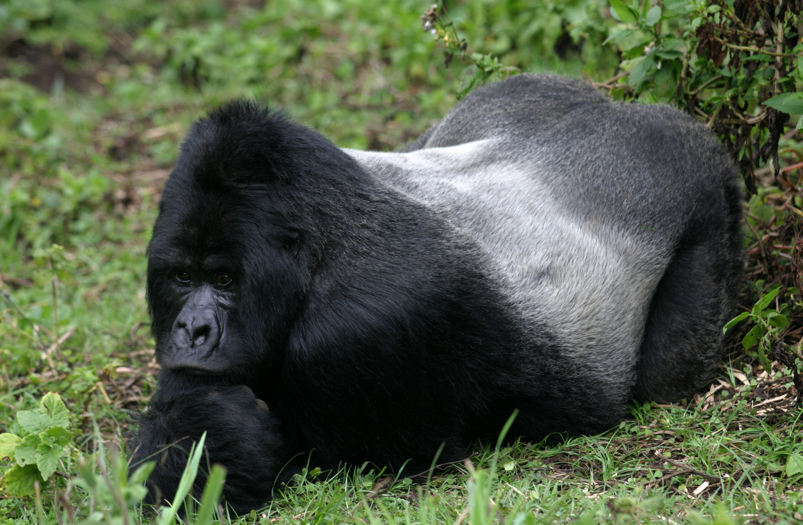 Bwindi gorilla trekking guide mountain gorilla in the Virunga Mountains at Volcanoes National Park, Rwanda