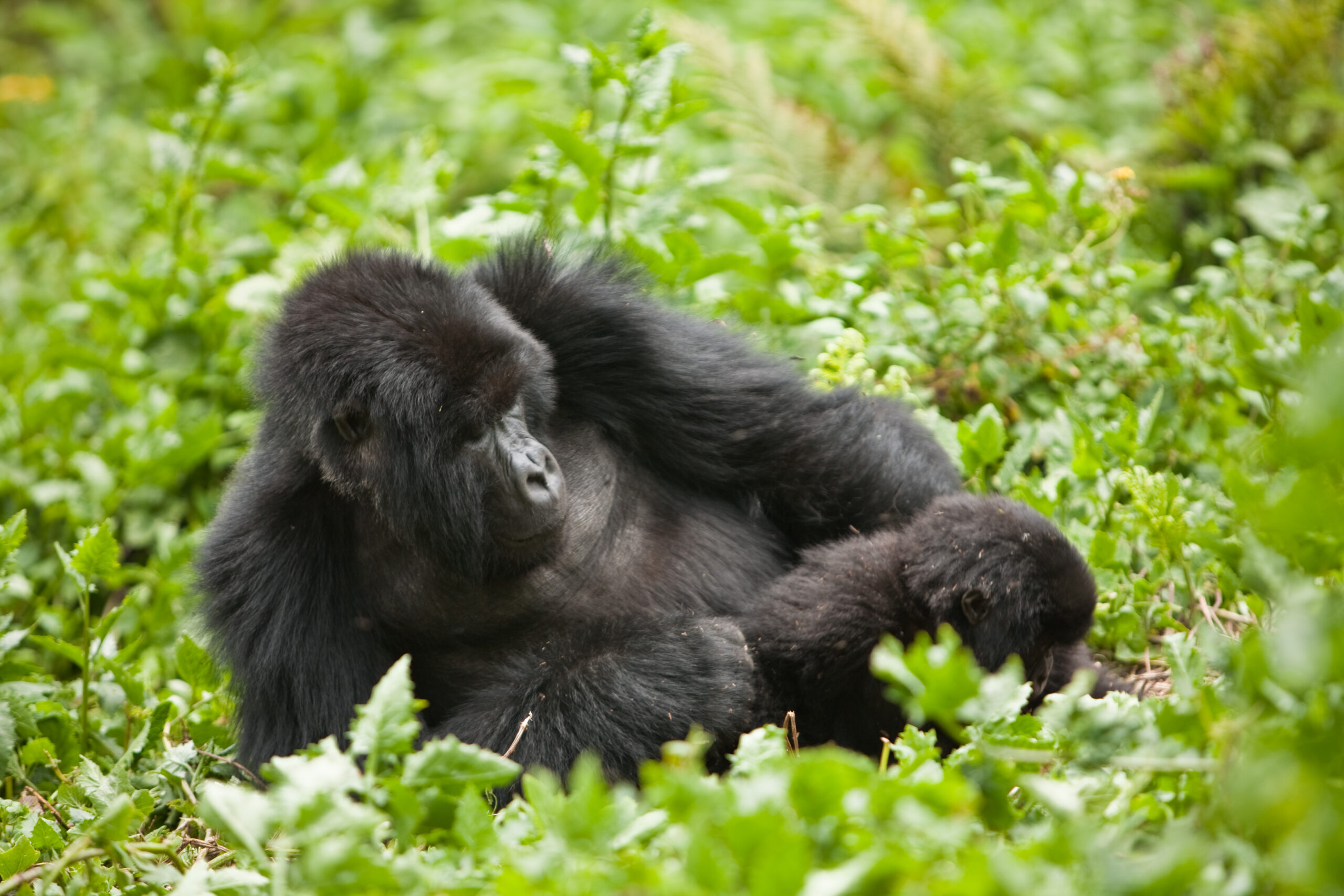 Bwindi gorilla trekking guide