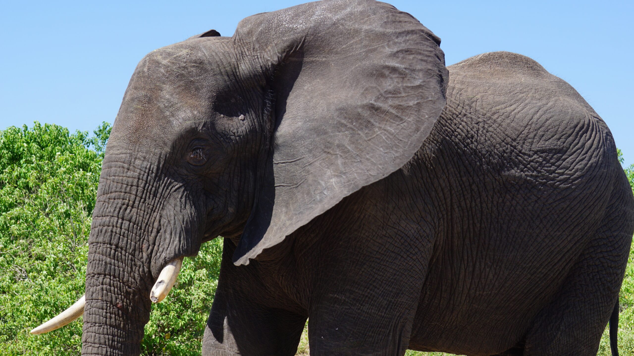 Elephant in Queen Elizabeth National Park
