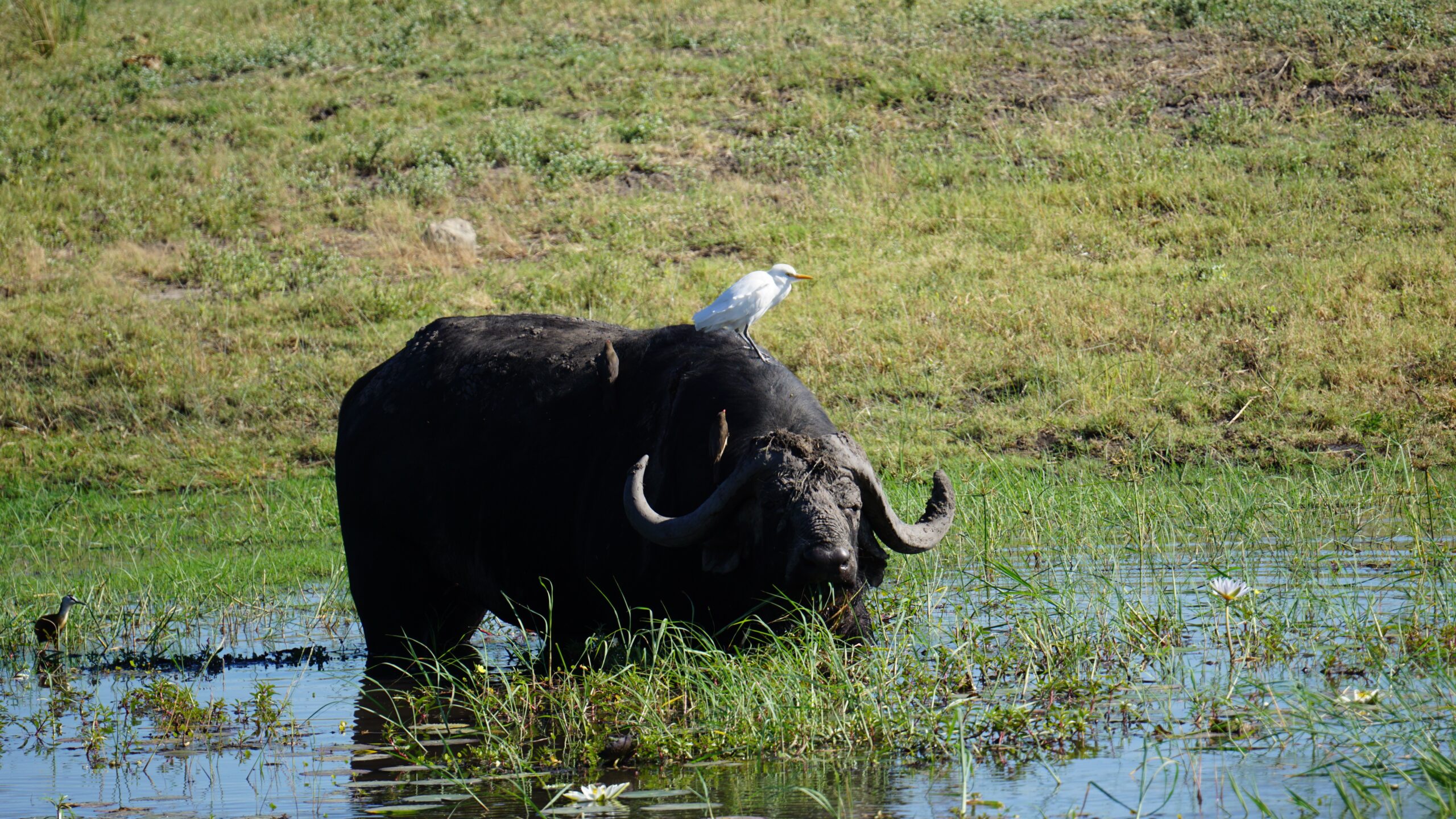 Uganda Family Safari Adventure