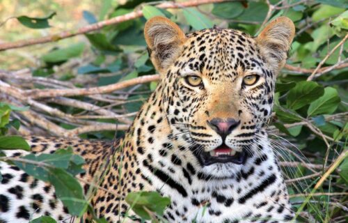 leopard-1036455_1280 leopard-1036455_1280