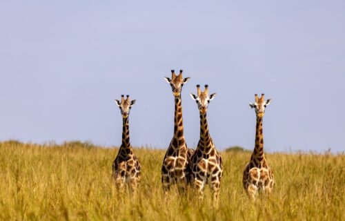 nray91-giraffes-7708391 nray91-giraffes-7708391