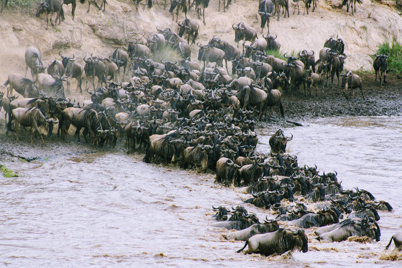 Masai Mara Great Migration