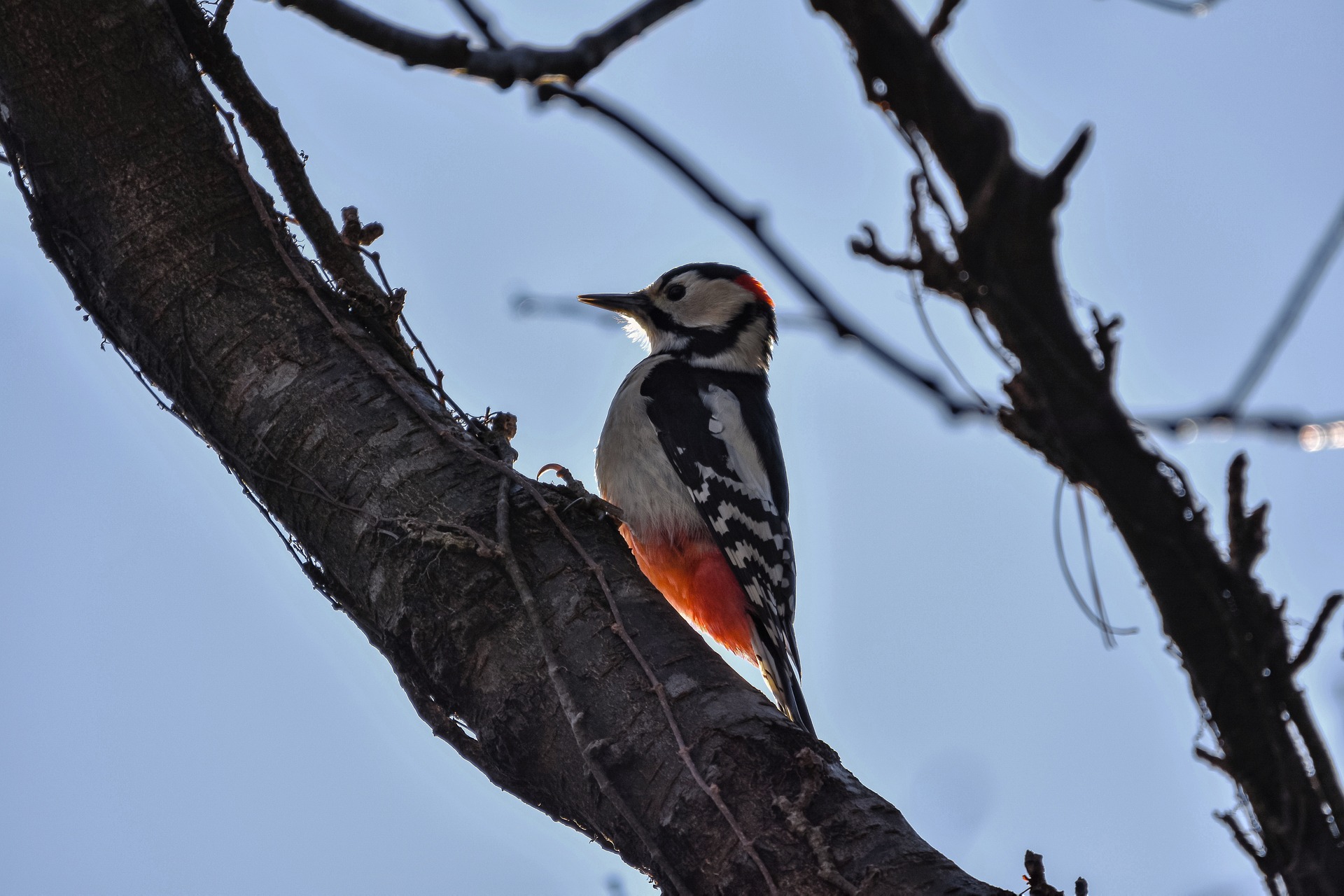Rwanda gorilla trekking safari