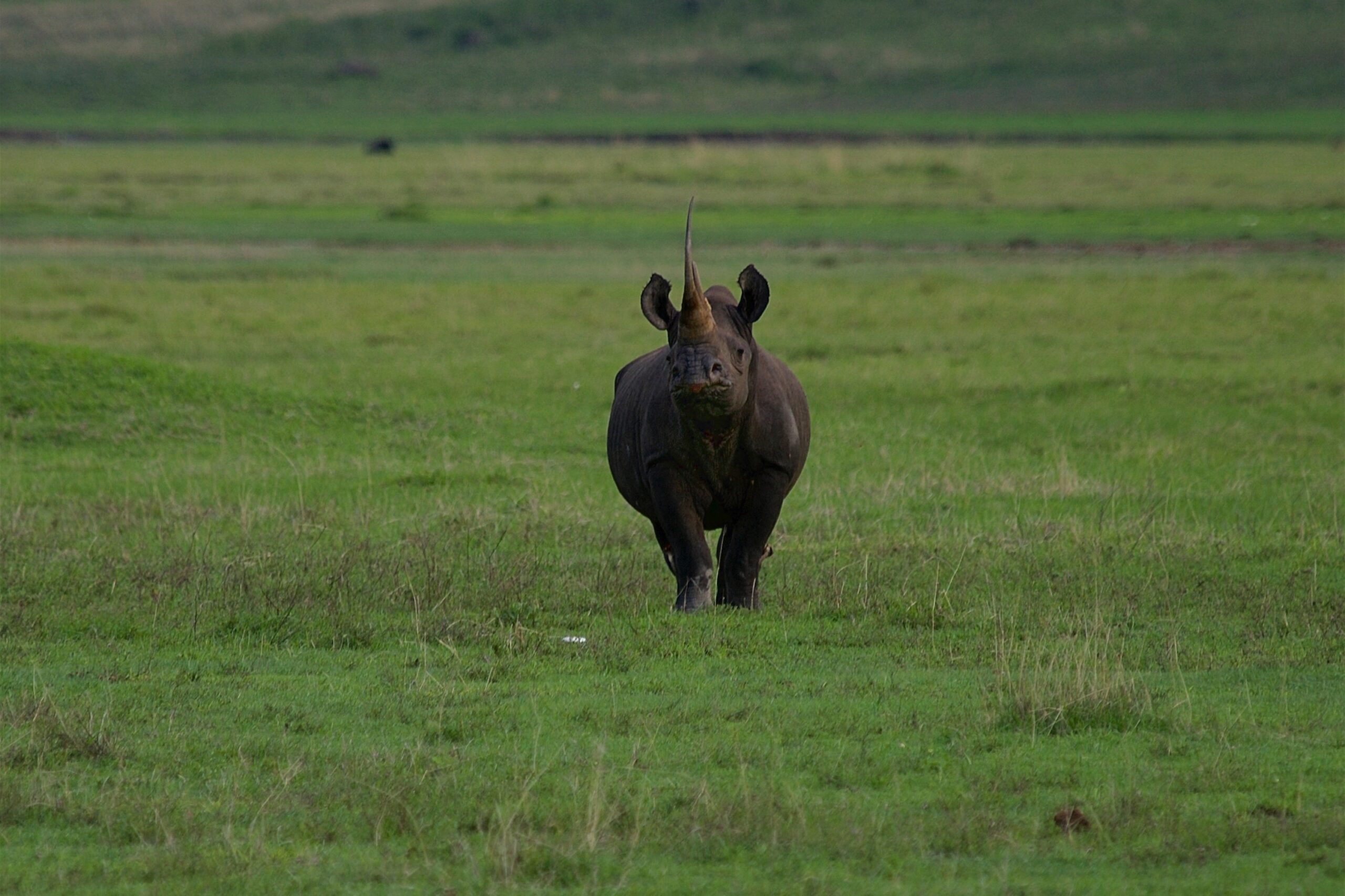 Ngorongoro Crater safari guide