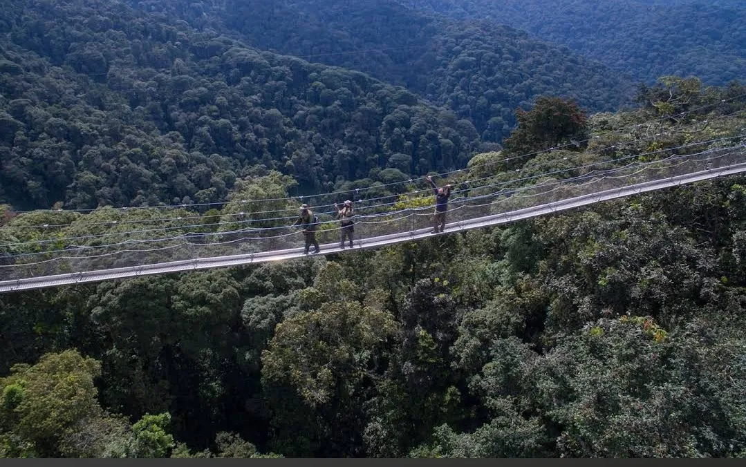 nyungwe canopy