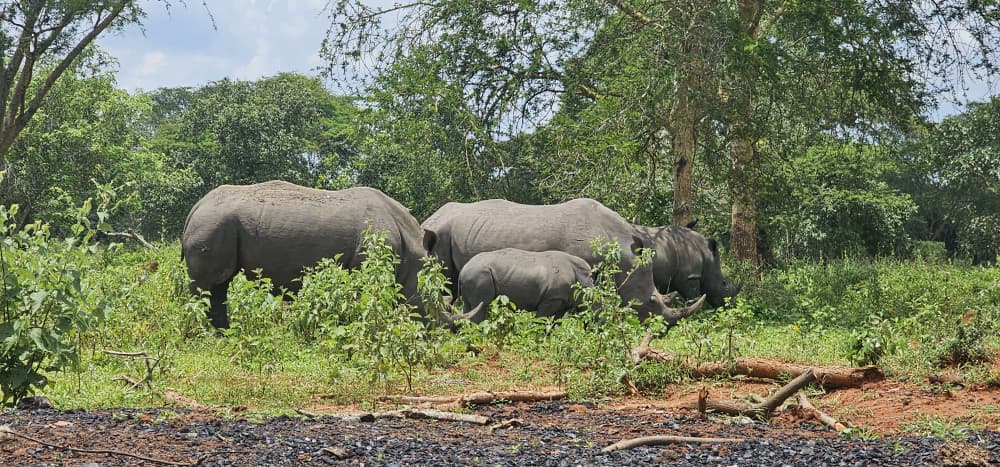 African walking safari guide
