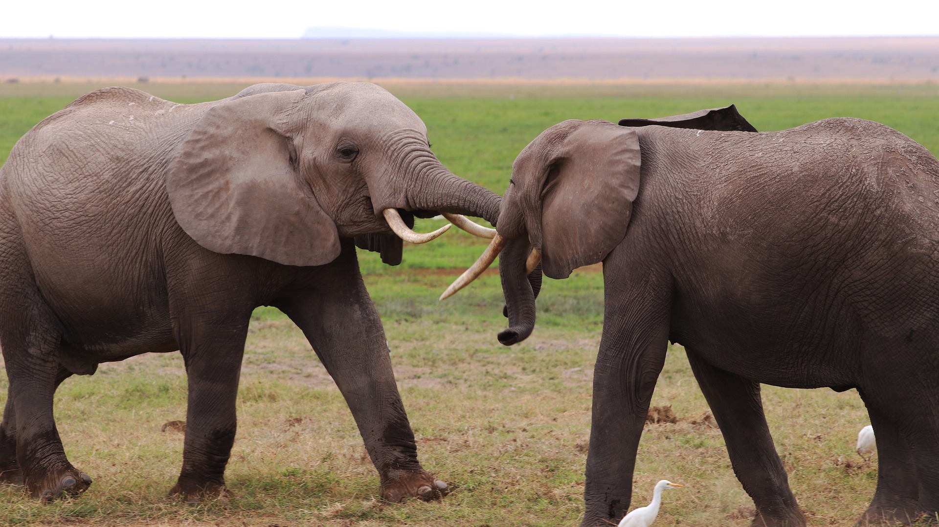 Tanzania Uganda Luxury Safari