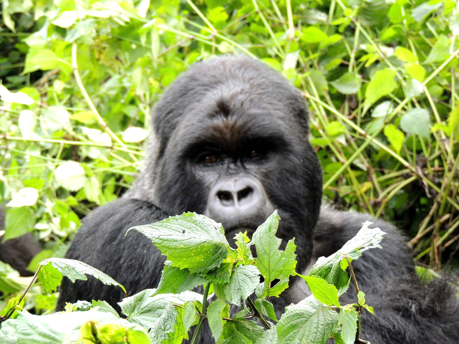 Rwanda gorilla trekking safari