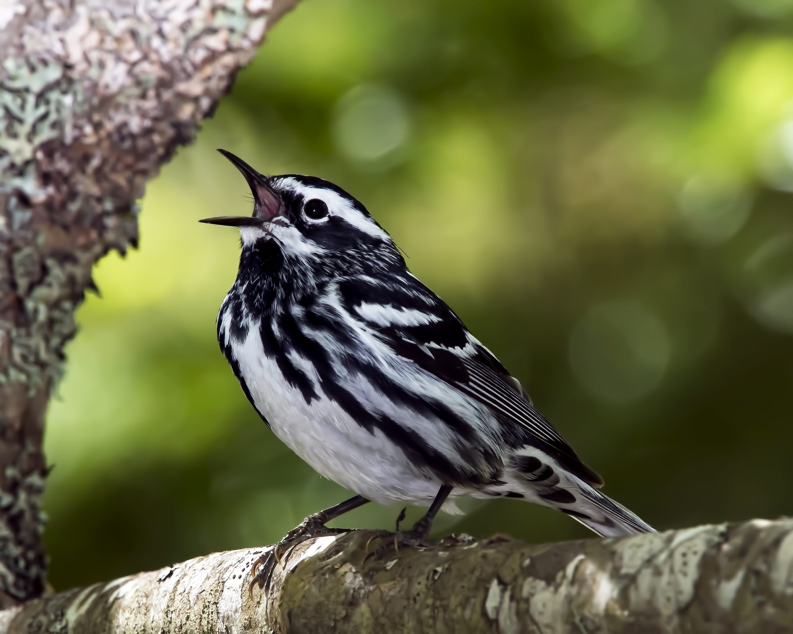 Kibale chimpanzee trekking guide