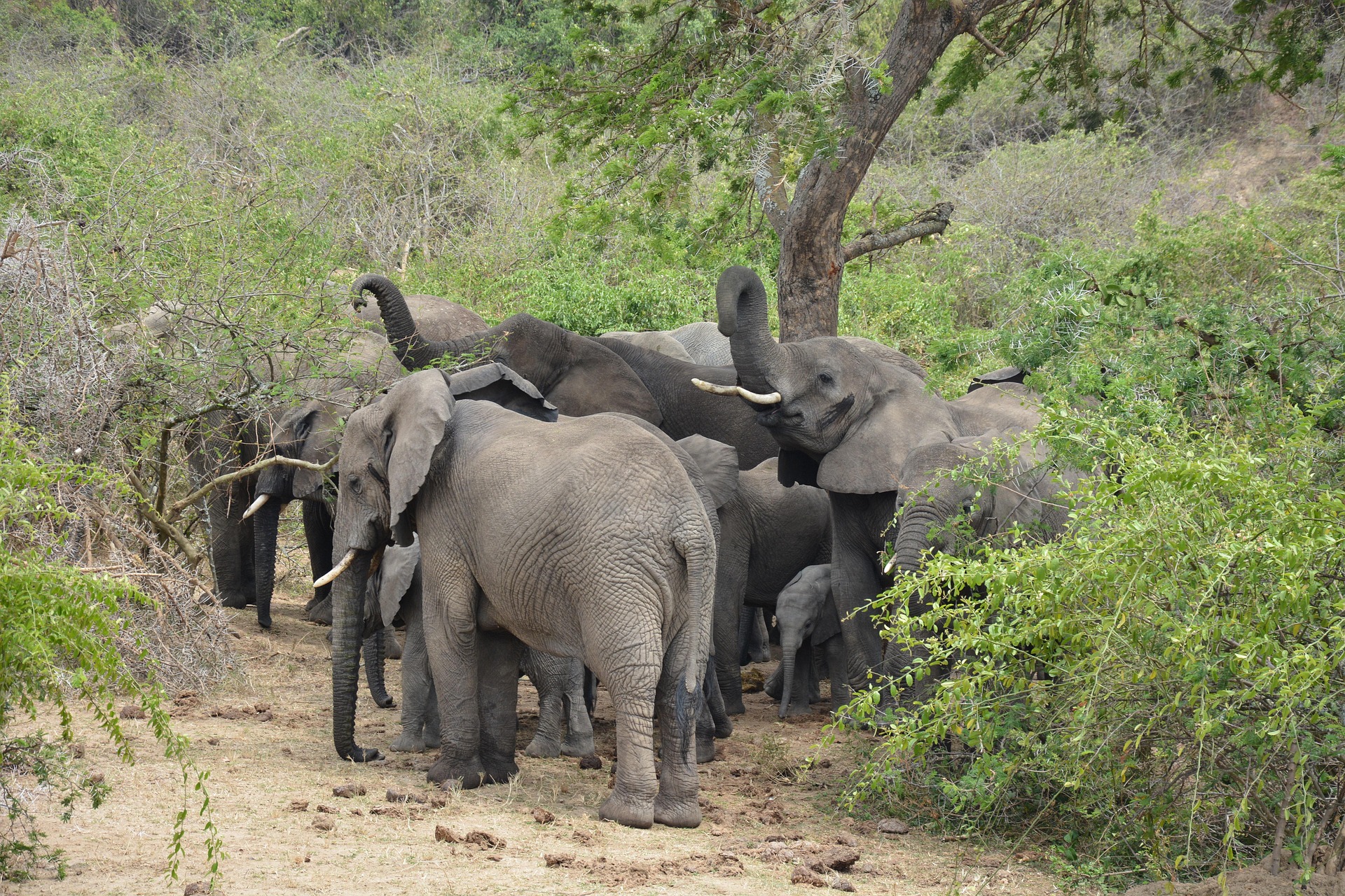 Queen Elizabeth National Park safari