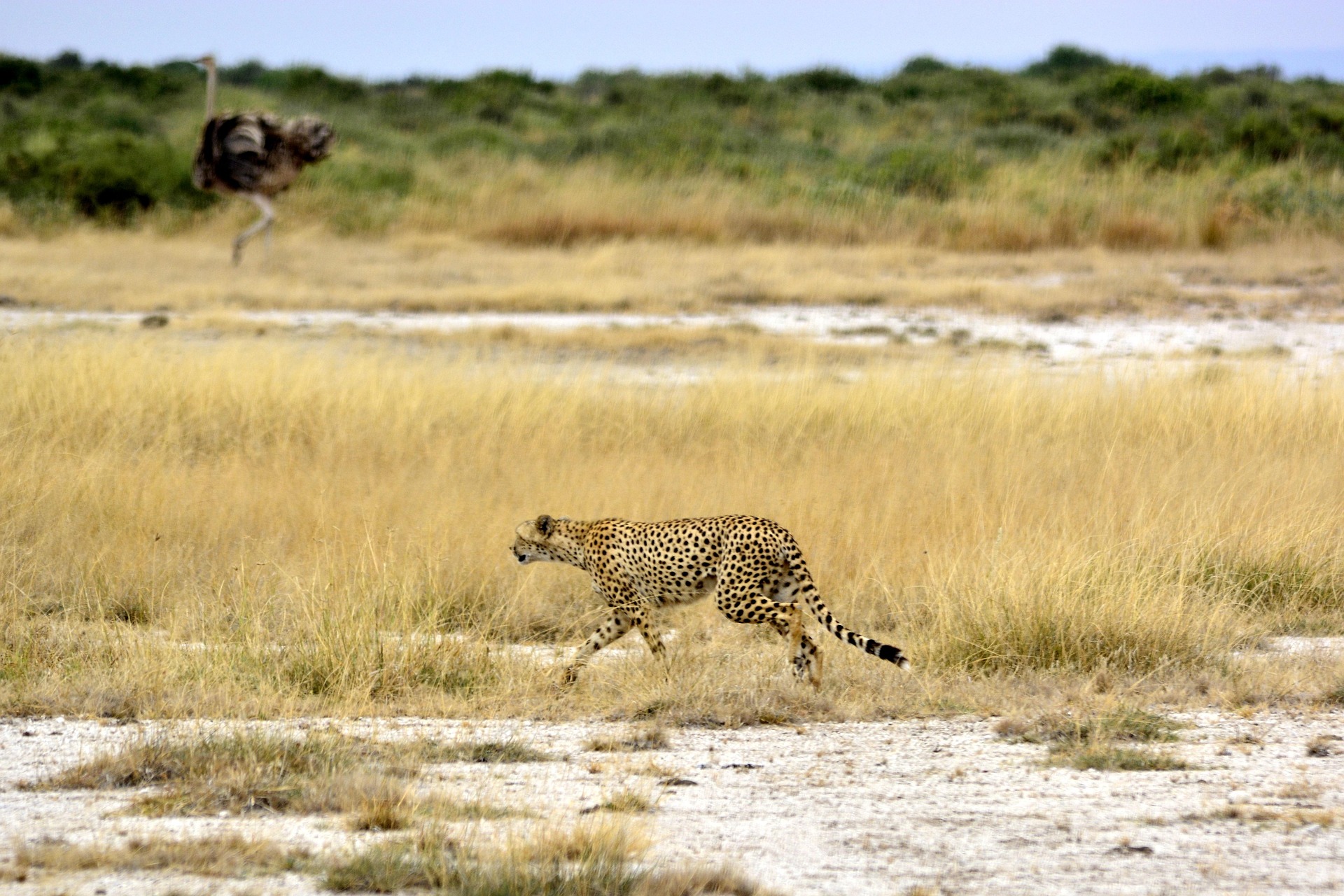 Serengeti Great Migration safari