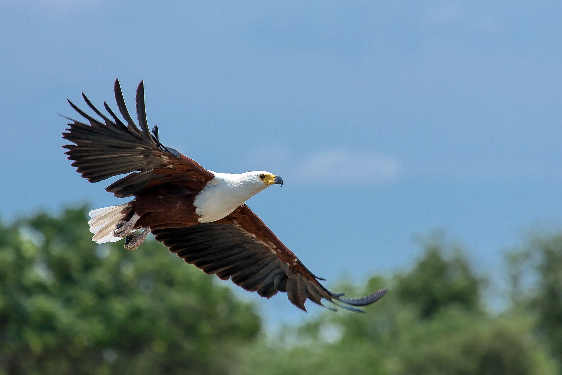 African fish eagles
