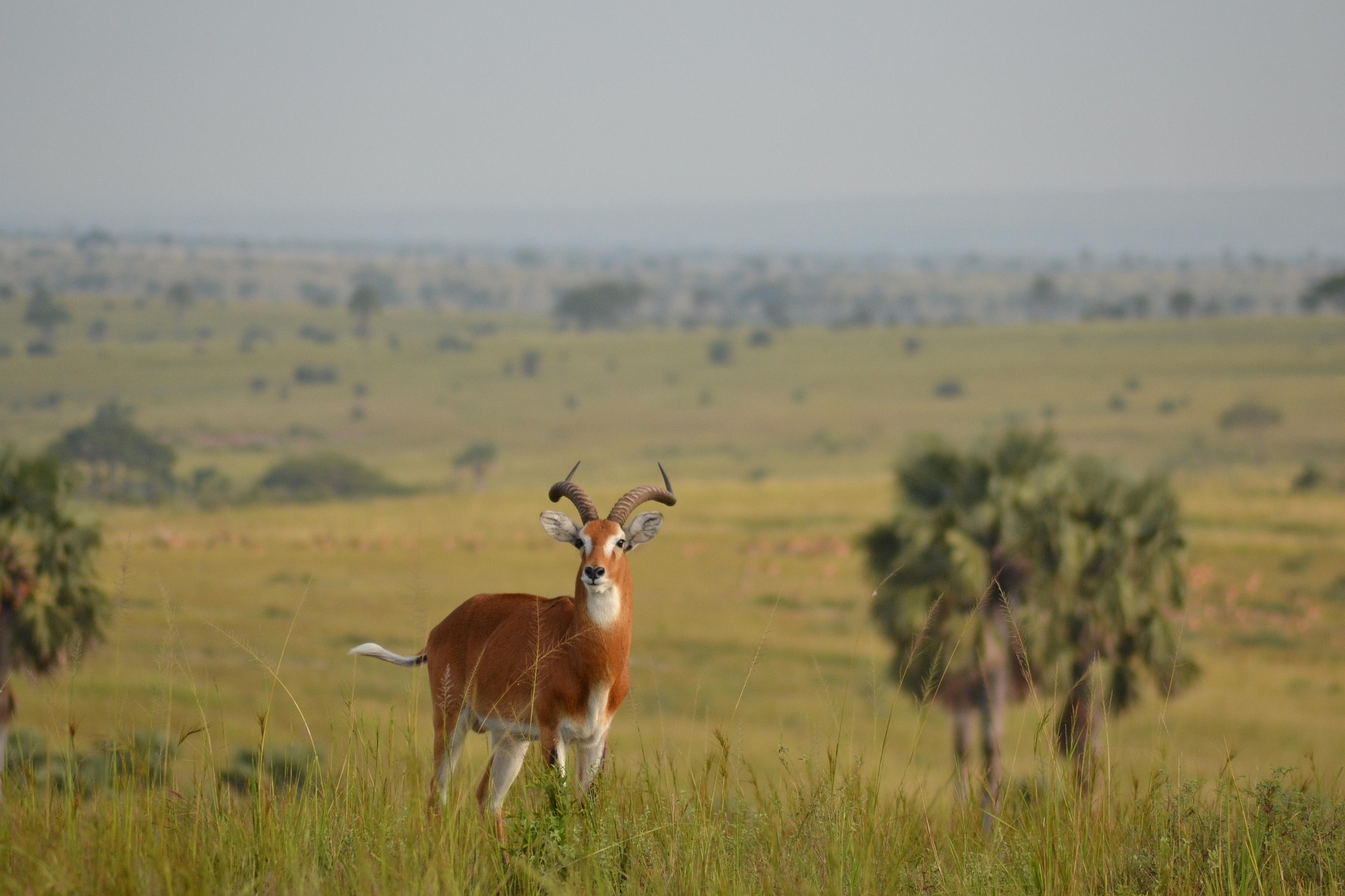 Private Uganda Safari Experience