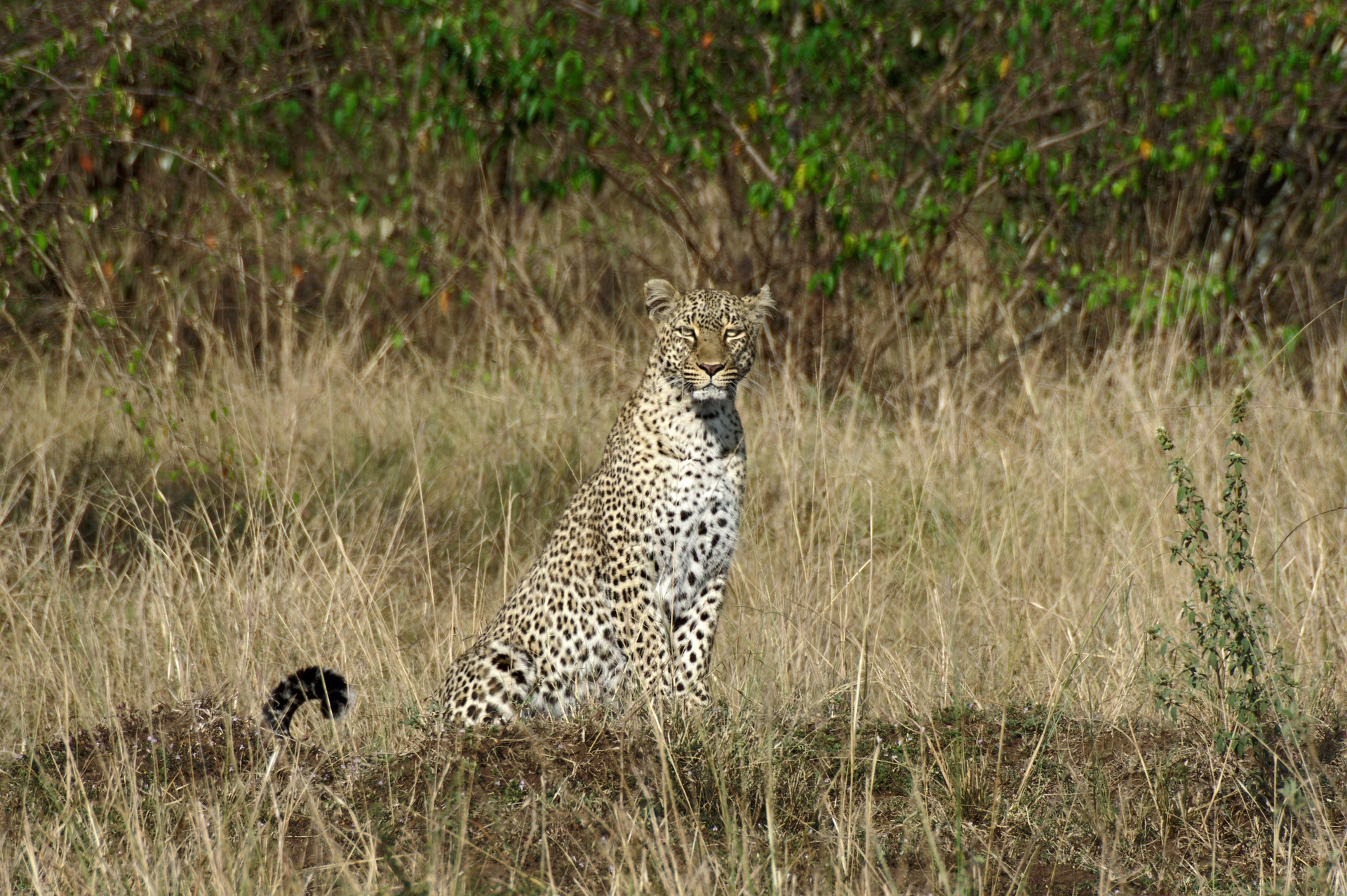 Laikipia Plateau conservation safari