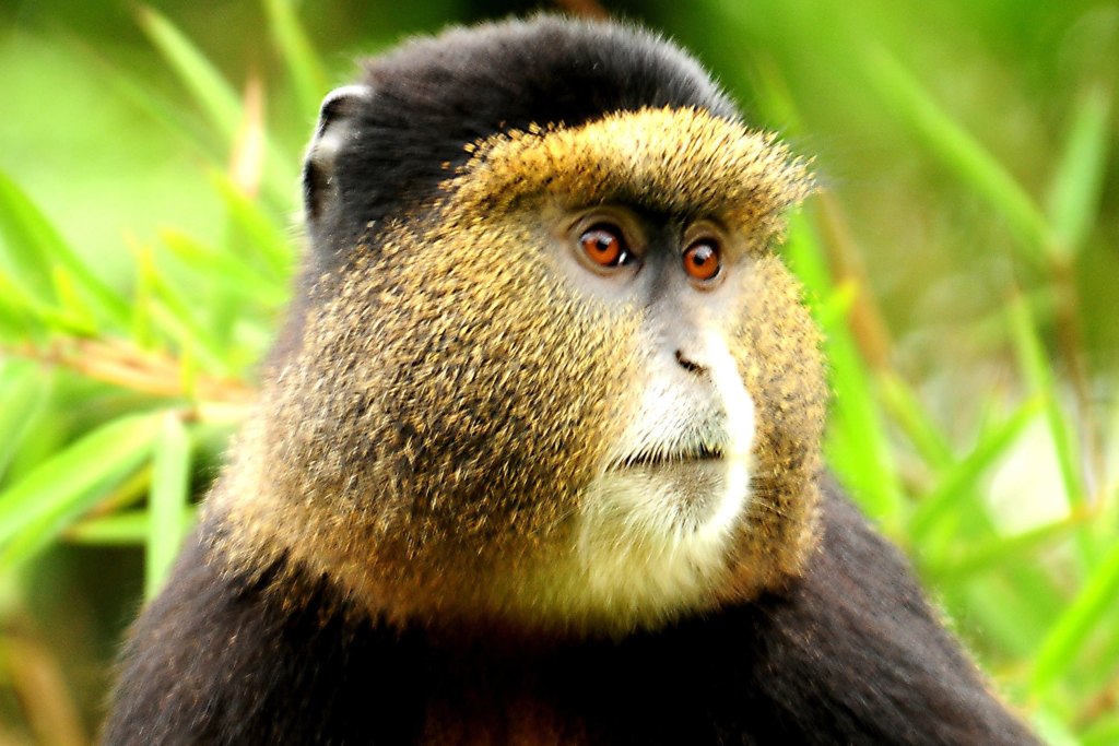 Golden Monkey Safari