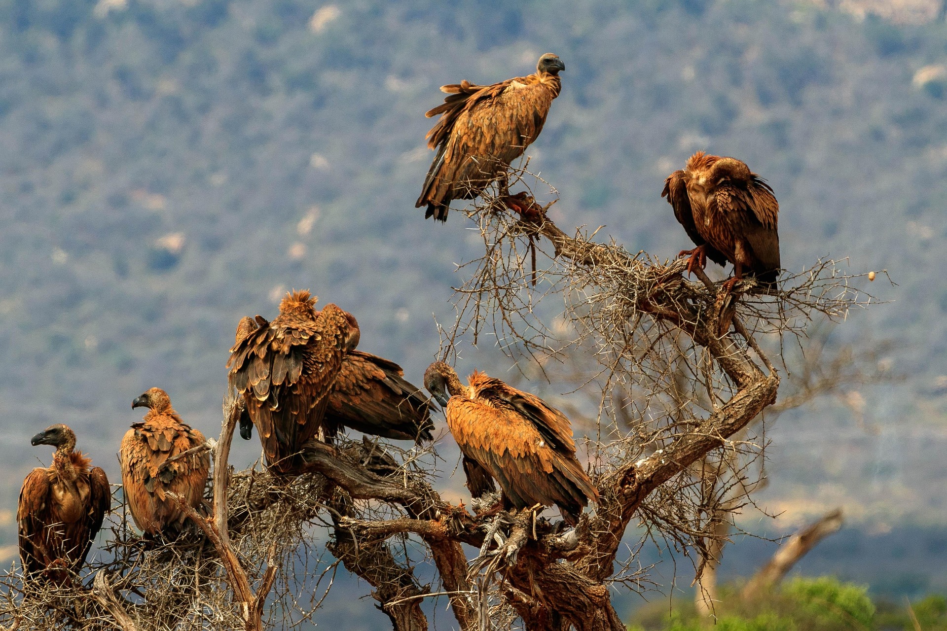 Bird Watching in Tsavo