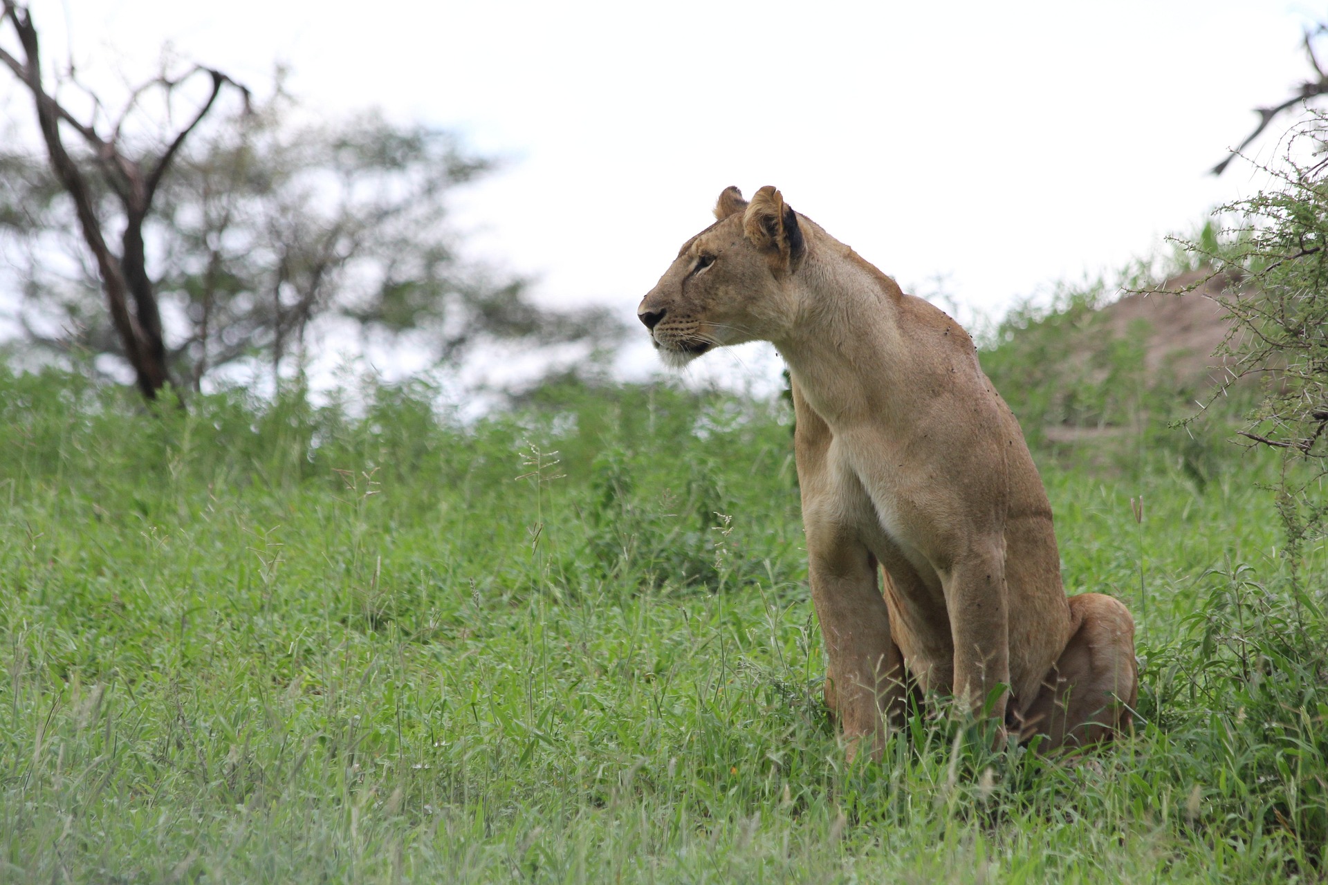 Ruaha National Park safari