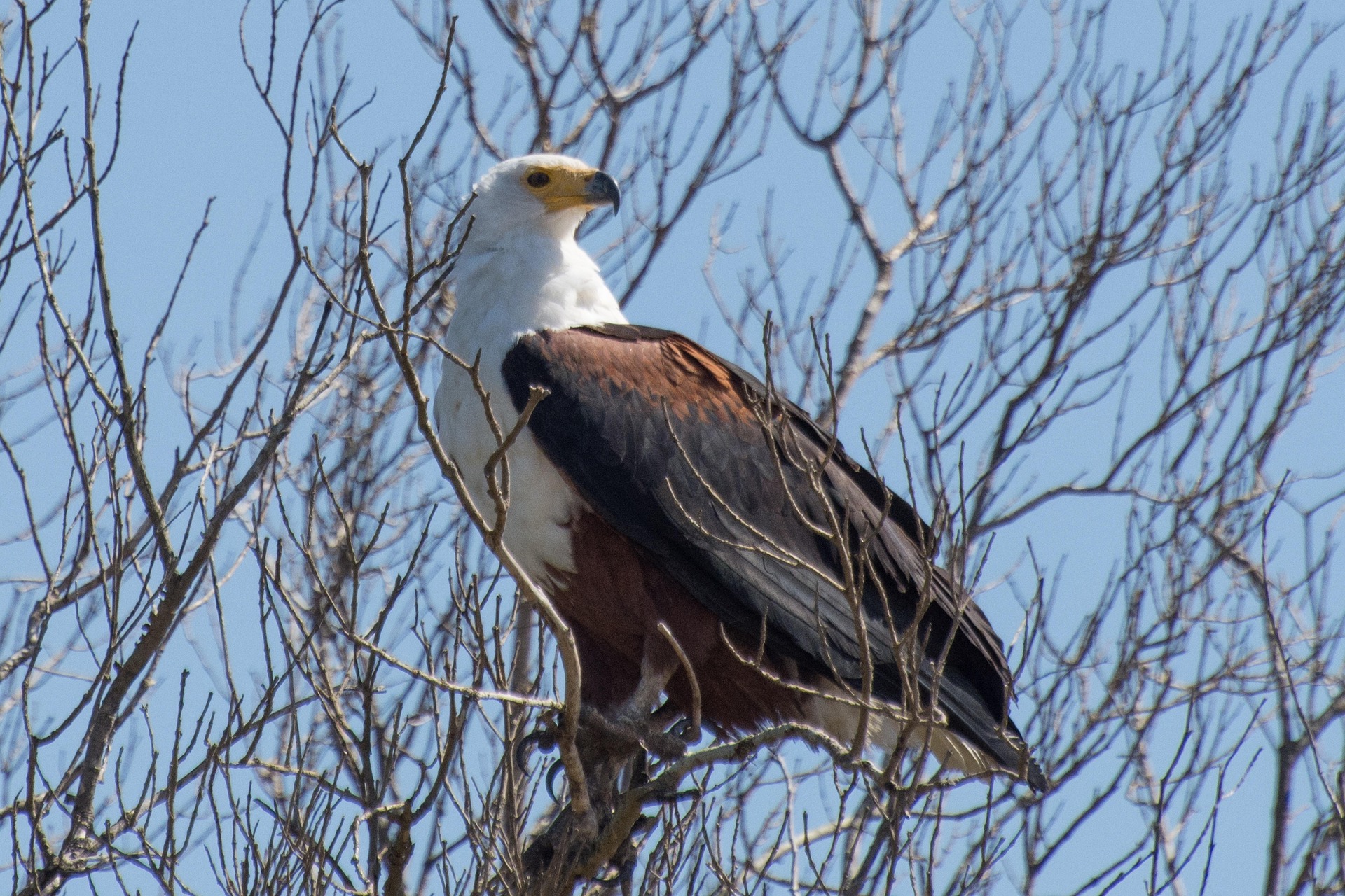 East Africa birding guide