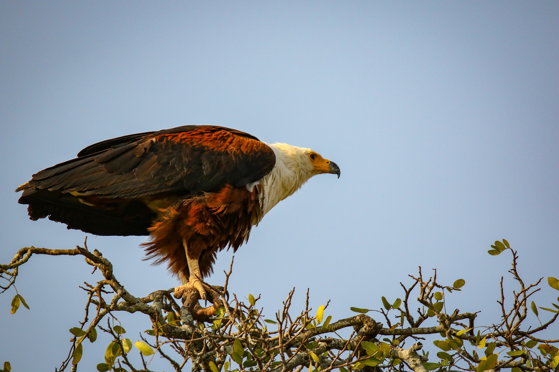 Tarangire National Park safari