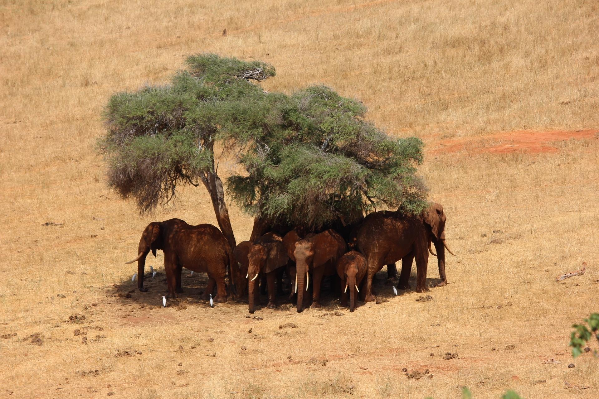 Tsavo National Parks safari