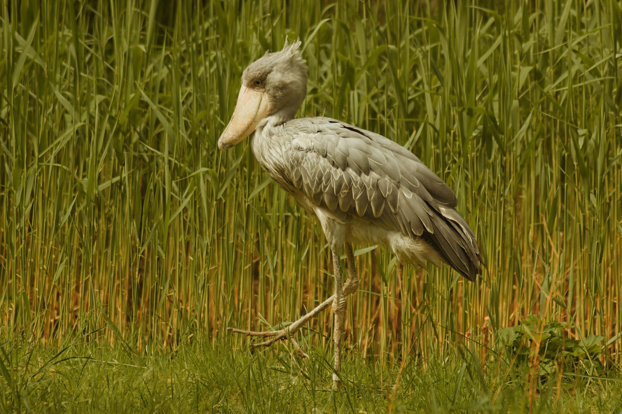 Shoebill Stork