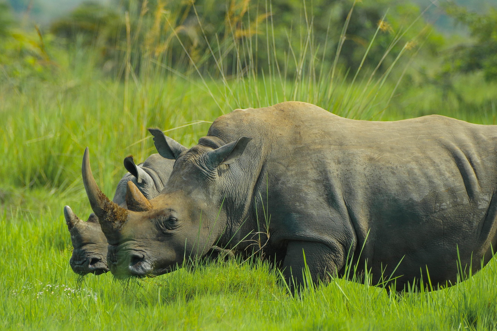 Solo Uganda Safari Itinerary 