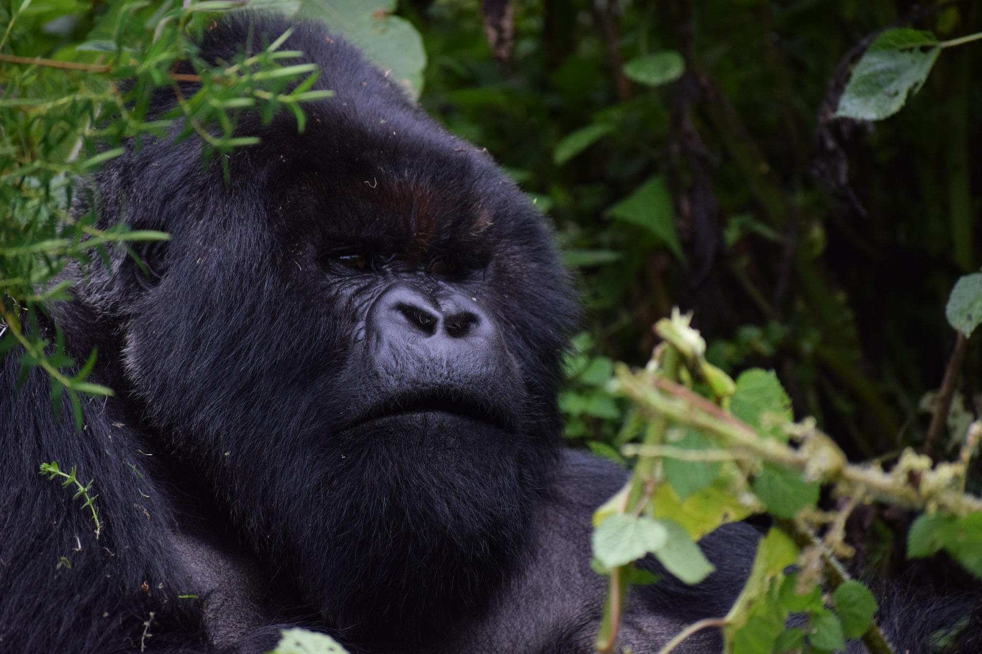 Rwanda Primate Volcano Expedition