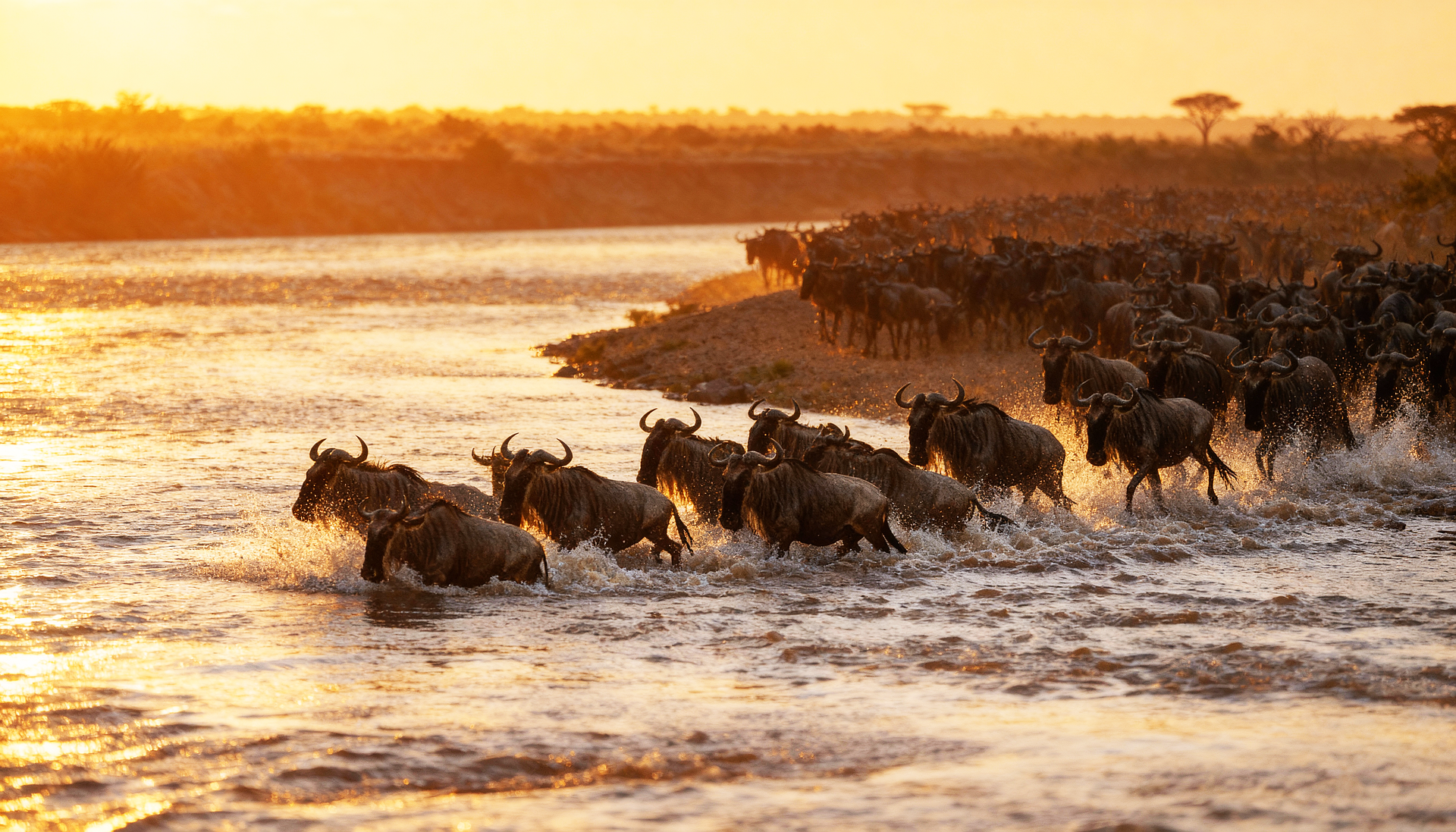 The Great Migration in the Serengeti Great Migration safari