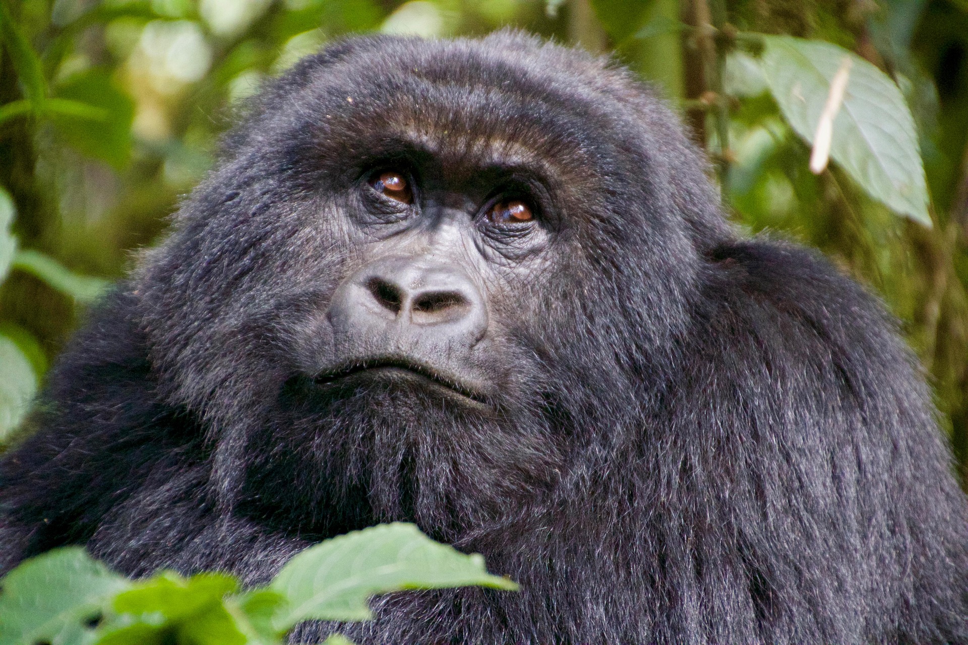 Rwanda gorilla trekking safari