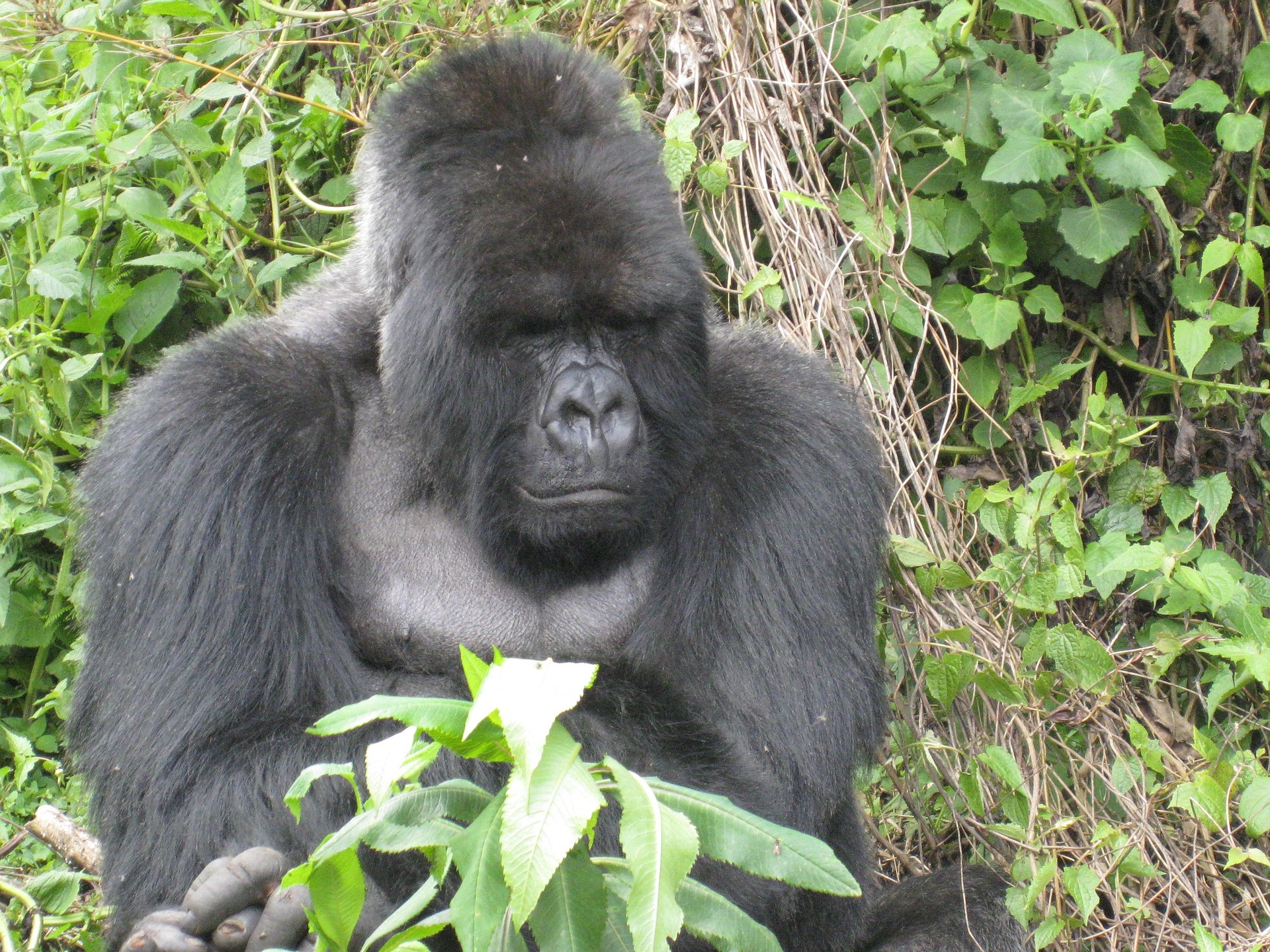 gorilla and chimpanzee trekking