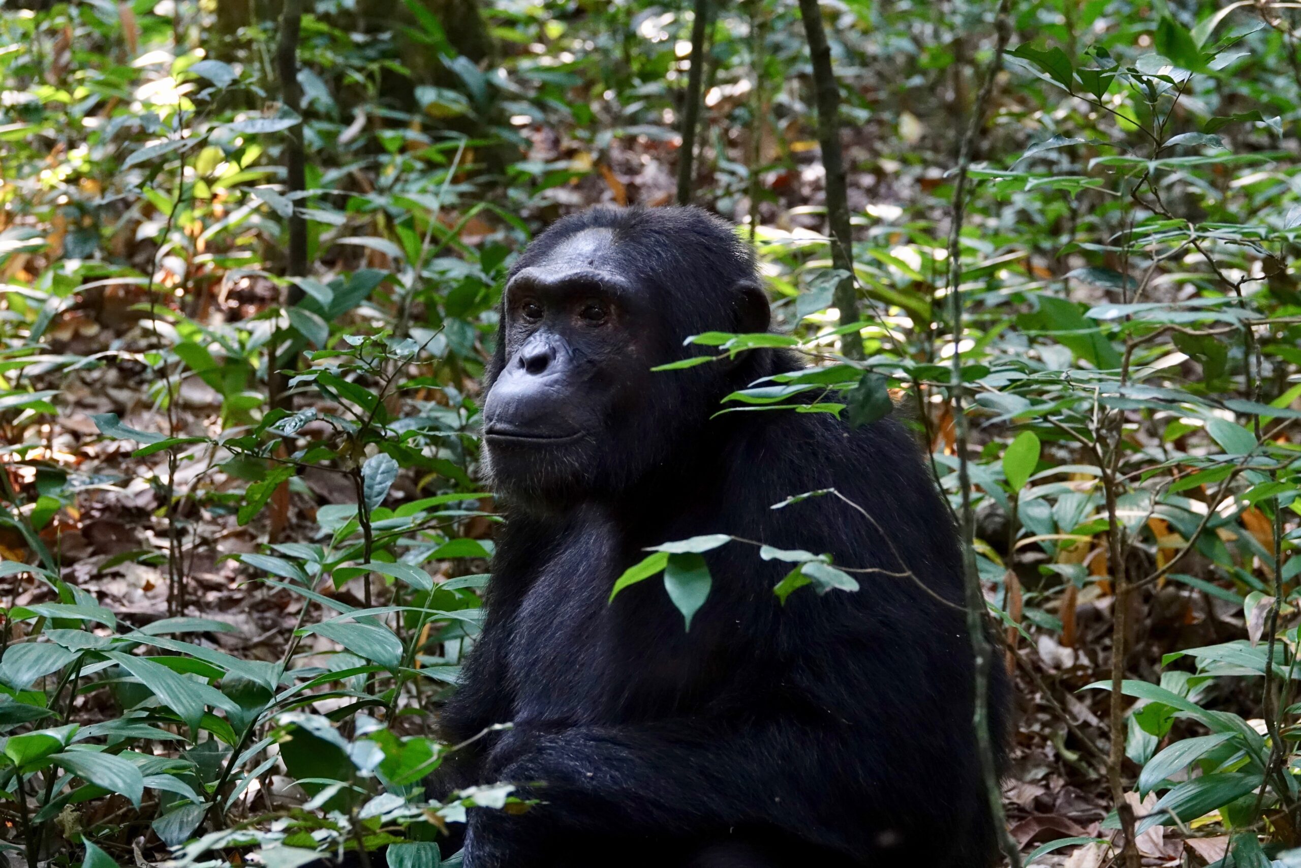 Kibale chimpanzee trekking guide