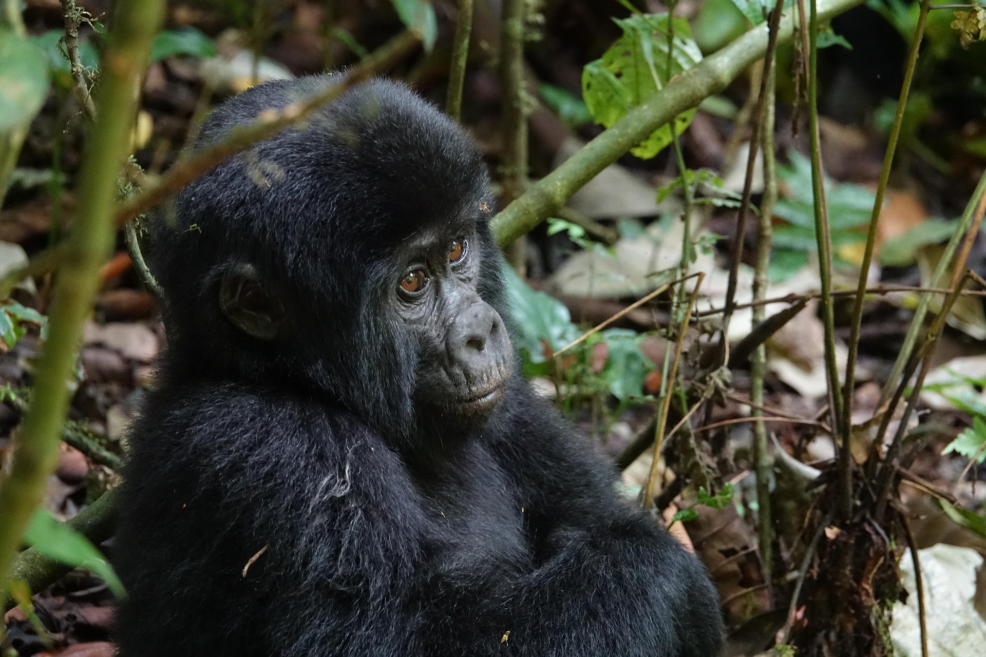 Gay Uganda Safari Itinerary