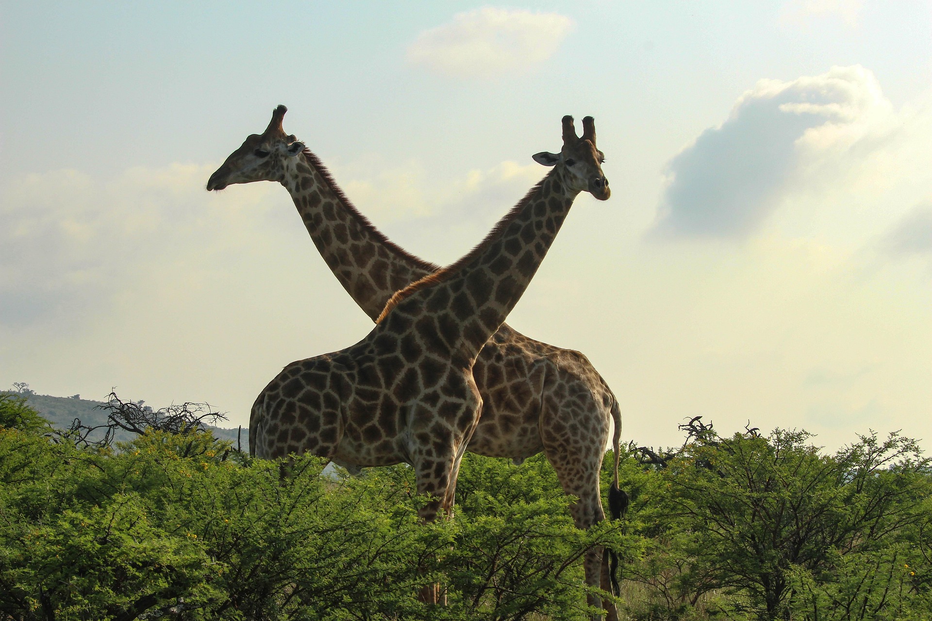 Dream Honeymoon Safari Uganda